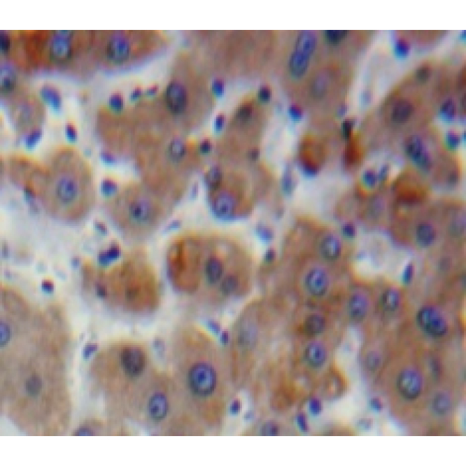 Plasminogen Activator Inhibitor 2 (PAI2) Mouse Polyclonal Antibody