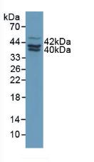 Plasminogen Activator Inhibitor 2 (PAI2) Rat Polyclonal Antibody