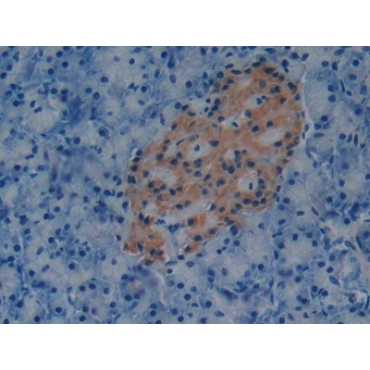 Plasminogen Activator Inhibitor 1 (PAI1) Mouse Polyclonal Antibody