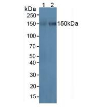 Intercellular Adhesion Molecule 3 (ICAM3) Human Polyclonal Antibody
