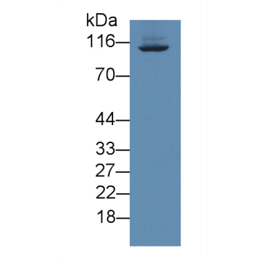 Intercellular Adhesion Molecule 3 (ICAM3) Human Polyclonal Antibody