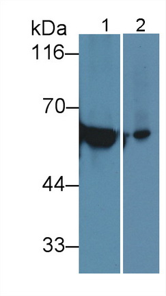Cytokeratin 12 (CK12) Rat Polyclonal Antibody