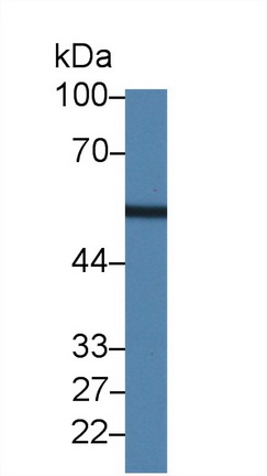 Leucine Aminopeptidase (LAP) Rat Polyclonal Antibody