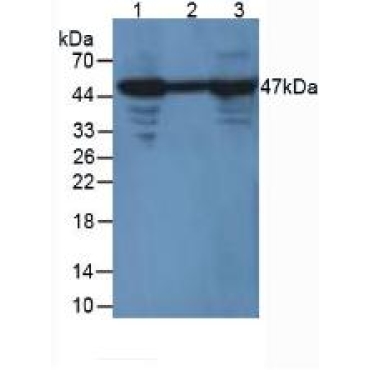 Enolase, Neuron Specific (NSE) Mouse Polyclonal Antibody