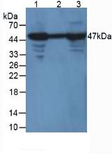 Enolase, Neuron Specific (NSE) Mouse Polyclonal Antibody