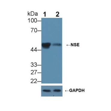 Enolase, Neuron Specific (NSE) Mouse Polyclonal Antibody
