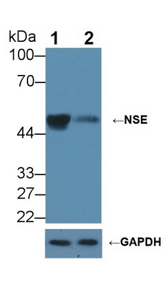 Enolase, Neuron Specific (NSE) Mouse Polyclonal Antibody