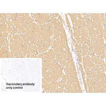 Myelin Basic Protein (MBP) Human, Mouse, Rat, Pig Polyclonal Antibody