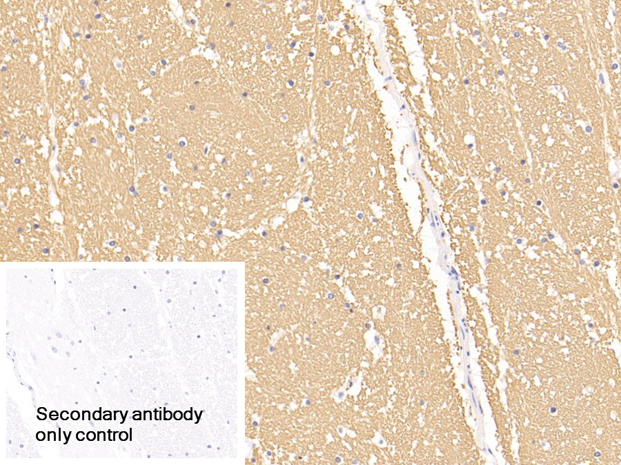 Myelin Basic Protein (MBP) Human, Mouse, Rat, Pig Polyclonal Antibody