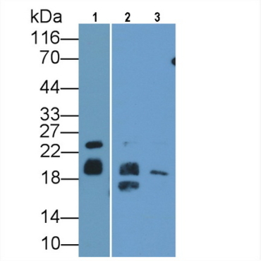 Myelin Basic Protein (MBP) Human, Mouse, Rat, Pig Polyclonal Antibody