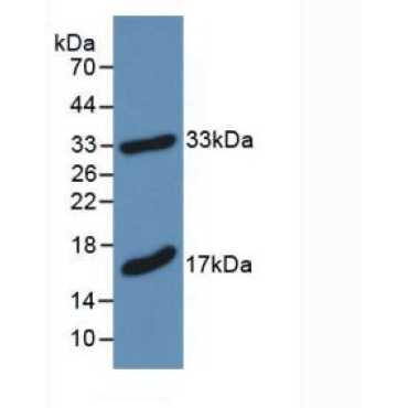Myelin Basic Protein (MBP) Mouse Polyclonal Antibody