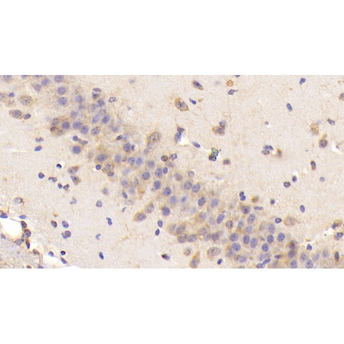 Brain Natriuretic Peptide (BNP) Mouse Polyclonal Antibody