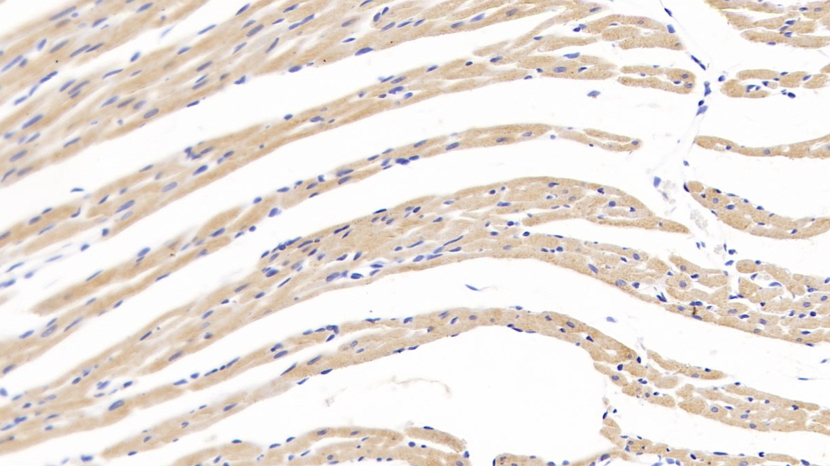 Brain Natriuretic Peptide (BNP) Rat Polyclonal Antibody