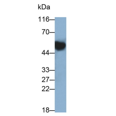 Immunoglobulin G (IgG) Bovine (Cattle) Polyclonal Antibody