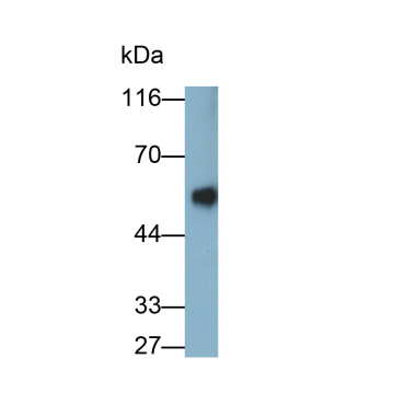 Immunoglobulin G (IgG) Guinea Pig Polyclonal Antibody