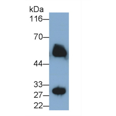 Immunoglobulin G (IgG) Mouse Polyclonal Antibody