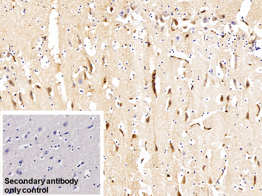 Immunoglobulin G (IgG) Pig Polyclonal Antibody