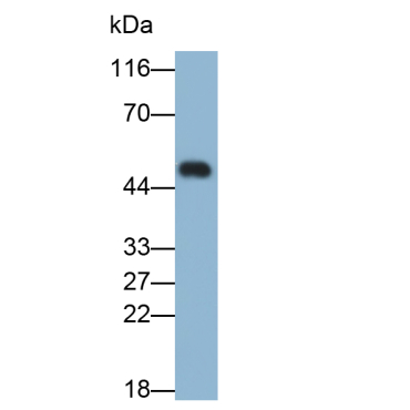 Immunoglobulin E (IgE) Mouse Polyclonal Antibody