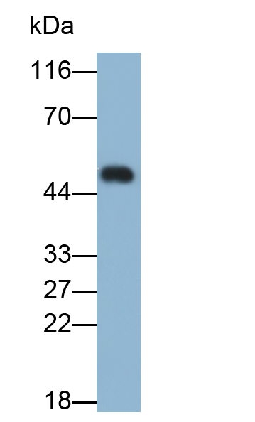 Immunoglobulin E (IgE) Mouse Polyclonal Antibody