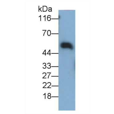 Immunoglobulin A (IgA) Mouse Polyclonal Antibody