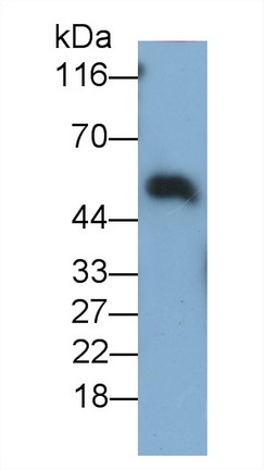 Immunoglobulin A (IgA) Mouse Polyclonal Antibody