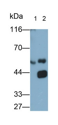 Immunoglobulin A (IgA) Rat Polyclonal Antibody