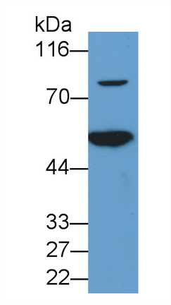 Vascular Cell Adhesion Molecule 1 (VCAM1) Mouse Polyclonal Antibody