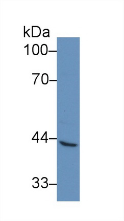 Vascular Cell Adhesion Molecule 1 (VCAM1) Rhesus monkey (Simian) Polyclonal Antibody