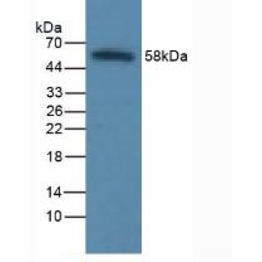 Intercellular Adhesion Molecule 1 (ICAM1) Human Polyclonal Antibody