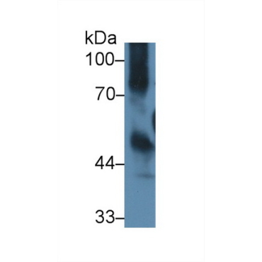 Intercellular Adhesion Molecule 1 (ICAM1) Mouse Polyclonal Antibody