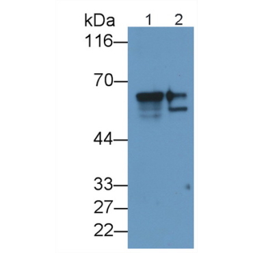 Cytokeratin 9 (CK9) Human Polyclonal Antibody