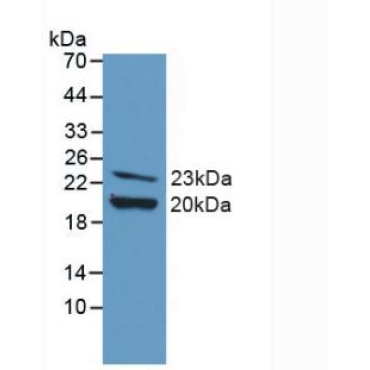 Fibroblast Growth Factor 2, Basic (FGF2) Mouse Polyclonal Antibody