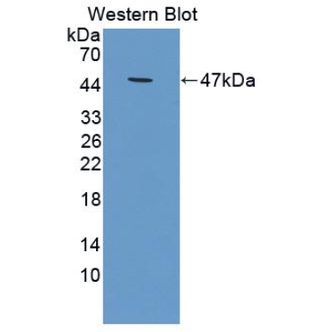 Tissue Inhibitors Of Metalloproteinase 1 (TIMP1) Equus caballus, Equine (Horse) Polyclonal Antibody
