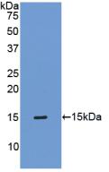 Tissue Inhibitors Of Metalloproteinase 1 (TIMP1) Mouse Polyclonal Antibody