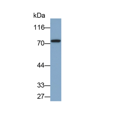 Matrix Metalloproteinase 9 (MMP9) Bovine (Cattle) Polyclonal Antibody