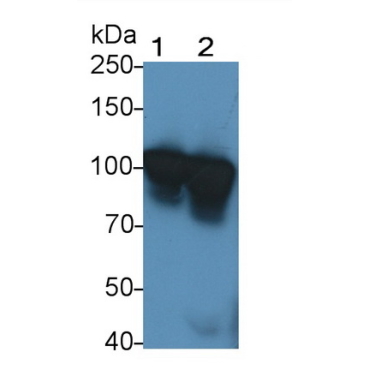 Matrix Metalloproteinase 9 (MMP9) Canis familiaris; Canine (Dog) Polyclonal Antibody