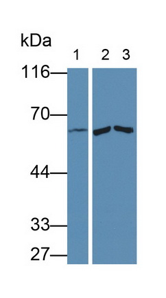 Matrix Metalloproteinase 9 (MMP9) Rat Polyclonal Antibody