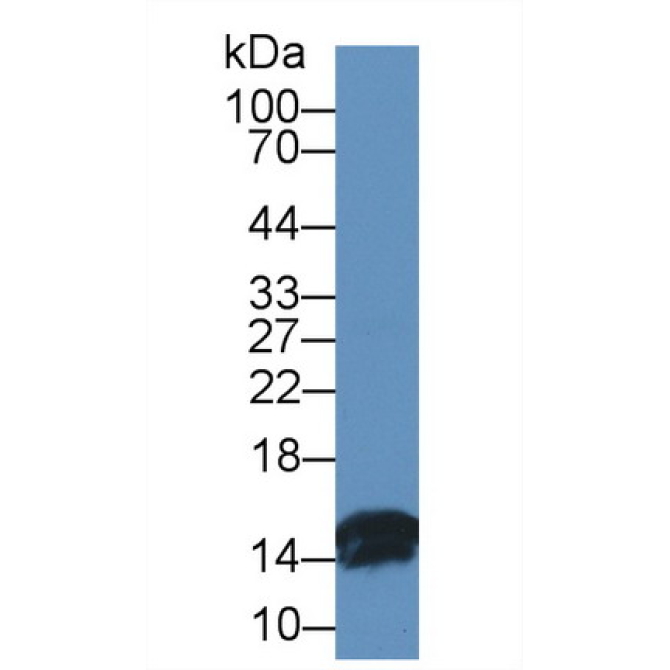 Fatty Acid Binding Protein 2, Intestinal (FABP2) Bovine (Cattle) Polyclonal Antibody