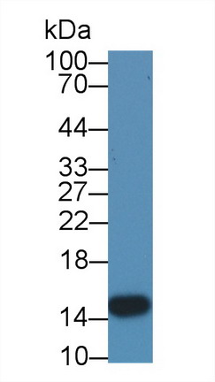 Fatty Acid Binding Protein 2, Intestinal (FABP2) Pig Polyclonal Antibody