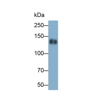 Epidermal Growth Factor (EGF) Canis familiaris; Canine (Dog) Polyclonal Antibody