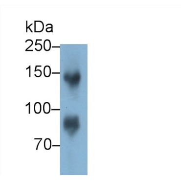 Epidermal Growth Factor (EGF) Canis familiaris; Canine (Dog) Polyclonal Antibody