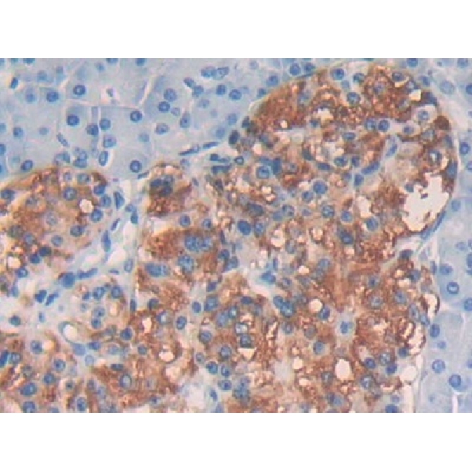 Epidermal Growth Factor (EGF) Human Polyclonal Antibody