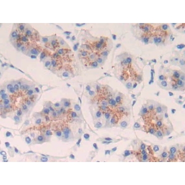 Epidermal Growth Factor (EGF) Human Polyclonal Antibody