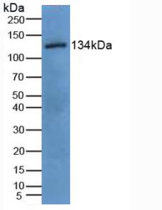 Epidermal Growth Factor (EGF) Pig Polyclonal Antibody