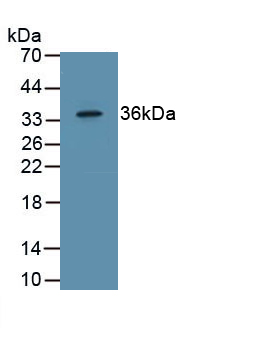 Epidermal Growth Factor (EGF) Pig Polyclonal Antibody