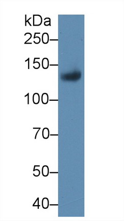 Leukemia Inhibitory Factor Receptor (LIFR) Rat Polyclonal Antibody