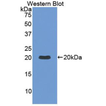 Interleukin 1 Beta (IL1b) Bovine (Cattle) Polyclonal Antibody