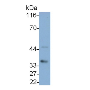 Interleukin 1 Beta (IL1b) Canis familiaris; Canine (Dog) Polyclonal Antibody