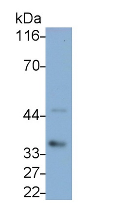 Interleukin 1 Beta (IL1b) Canis familiaris; Canine (Dog) Polyclonal Antibody