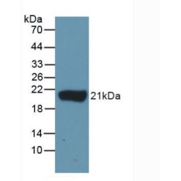 Interleukin 1 Beta (IL1b) Chicken (Gallus) Polyclonal Antibody